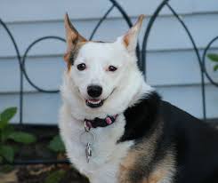 Happy 1st Gotcha Day to Princess