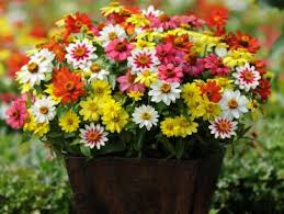 They do thrive in a waterless environment. The Best Flowers For Pots In Full Sun Hgtv