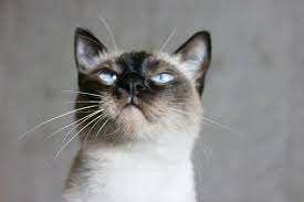 Do Cats Protect You From Demons Cat Spirit Animal Cats Cat Having Kittens