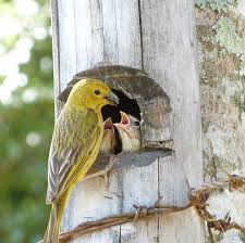 O Que Canario Da Terra Come Confira Lindas Fotos De Canario Da Terra E Compartilhe Com Seus Amigos Canario Da Terra Ninho De Passaro Passaros Brasileiros
