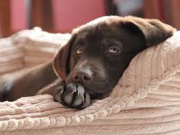 Find chocolate lab in dogs & puppies for rehoming | find dogs and puppies locally for sale or adoption in ontario : Chocolate Labradors Die Earlier Than Black Or Yellow Labs Because Of Breeding For Color