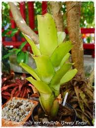 bromeliads 美麗的觀葉植物積水鳳梨 plants