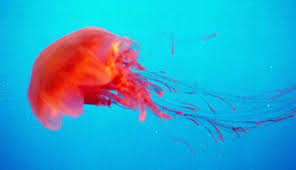 Beberapa dari laut tersebut berupa samudera atau laut yang luas. Sepuluh Binatang Laut Paling Berbahaya Tekno Tempo Co