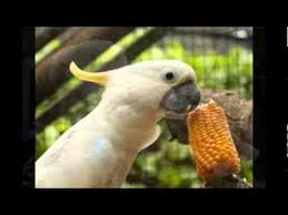 Kaget didatangin burung kakak tua liar di balkon apart pinter bangett. Perawatan Burung Kakak Tua Agar Rajin Bunyi Youtube