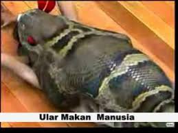 Ular hidup hampir di seluruh penjuru dunia. Ular Makan Manusia Photos Facebook