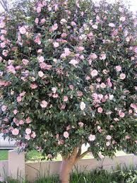Pink Camellia Tree Google Search Hedges Landscaping Camellia Tree Trees To Plant