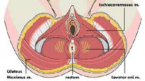 Senam kegel video senam kegel wanita seri 2 mencengkeram makin kuat. Berbagai Kegunaan Senam Kegel Health Liputan6 Com