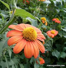 Image result for Tithonia
