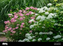 Image result for Hydrangea arborescens Pink Anabelle