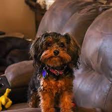 Maybe you would like to learn more about one of these? My Parents Bought A Yorkie Poodle Mix She S Too Adorable Aww