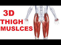 These four muscles at the front of the thigh are the major extensors (help to extend the leg. Muscles Of The Thigh Part 1 Anterior Compartment Anatomy Youtube
