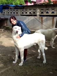 Kangaltv Adli Kullanicinin Kangal Dogs And Woman Kangal Kopegi Ve Kadin Panosundaki Pin Kangal Kopegi Akbas Hayvanlar