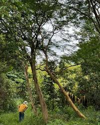 Image result for Caesalpinia ferrea