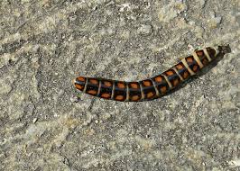 Black And Yellow Millipede India Pin On Animals