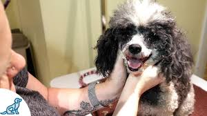 When you are learning to groom your poodle a #10 blade is best for a short face, feet, tail, and the sanitary area. Toy Poodle Grooming At Home On A Budget And It Shows Youtube