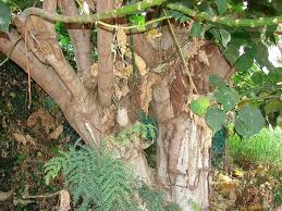 Image result for Macaranga schweinfurthii