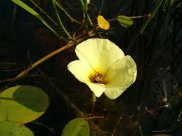 Let me help you get over this fear with a comprehensive list of freshwater aquarium plants that can thrive even low light conditions and aren't too fussy about maintenance either. Limnocharitaceae Wikipedia