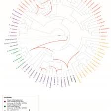 Image result for Satyrium orbiculare