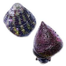 Image result for Trochomeria subglabra