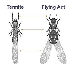 Flying Termites Rhode Island Debug Pest Control