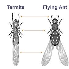 flying termites rhode island debug pest control