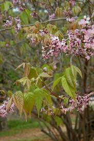 Check spelling or type a new query. Dirt Doctor Library Topics