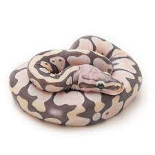 Scaleless Ball Python Scaleless Ball Python Ball Python Morphs Pet Snake