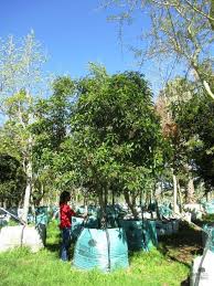 Image result for Nuxia floribunda