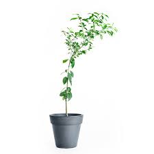 The smooth skin is pocked with. Key Lime Tree For Sale Online Citrus Com