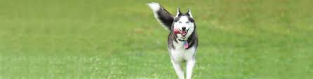 We strive to become a better reputable breeder every day. Delaware Valley Siberian Husky Rescue