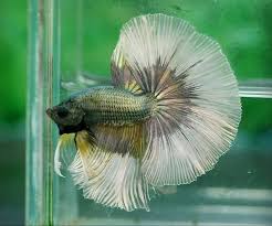 Aquabid Com Halfmoom Betta Auctions Sat Jun 28 12 28 11 2014 Betta Fish Tank Betta Betta Fish