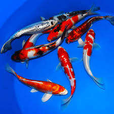 Make sure you have the time and resources to maintain the fish and their habitat for. Platinum Package Buy Live Koi Fish The Pond Guy