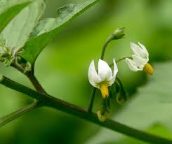 Image result for Solanum litoraneum