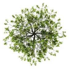 Tree Top View Images Stock Pictures Royalty Free Tree Top View Photos And Stock Photography Trees Top View Tree Plan Photoshop Tree Photoshop
