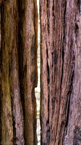 Fire Damaged Split Redwood Muir Woods National Monument Muir Woods National Monument Water Damage Muir Woods