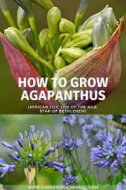 How To Grow Agapanthus Flowers African Lily Lily Of The Nile Star Of Bethlehem Gardening Channel In 2020 African Lily Agapanthus Beautiful Flowers Garden