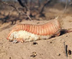 Pembe Peri Armadillo Hayvanlar Hayvan Arjantin