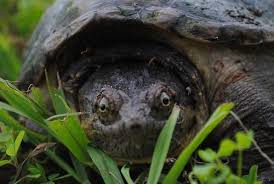 The Animal Blog Turtle By Fallout Photos Snapping Turtle Animals Turtle