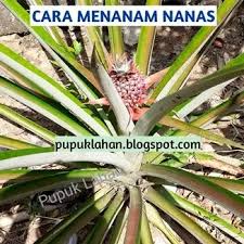 We did not find results for: Cara Sukses Menanam Nanas Hingga Bisa Panen Dalam 12 Bulan Pupuk Lahan