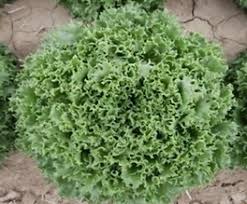 Image result for Lettuce Green 1977 Hussmann
