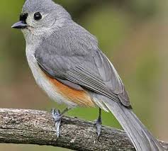Small Brown Bird With No Tail Feathers Tufted Titmouse Nature Birds Beautiful Birds Pet Birds