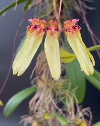 Image result for Bulbophyllum longiflorum