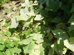 Image result for mildew on cucumbers