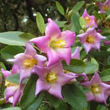 Image result for Lagunaria patersonia