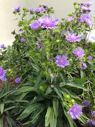 Image result for Aster