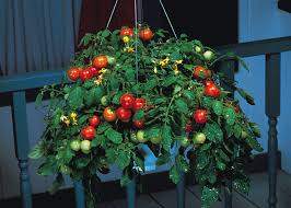 What's required to achieve your own tumbling cornucopia of juicy garden goodness? Can You Grow Cherry Tomatoes In Hanging Basket Cromalinsupport