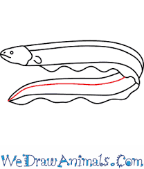 How To Draw An Electric Eel Step By Step Tutorial The electric eel (electrophorus electricus, other species proposed) is a south american electric fish. how to draw an electric eel step by