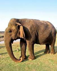 Vatsala, the oldest female elephant in Asia, passed away in the Hinouta  range of Panna Tiger Reserve. She was believed to be 100+ years old.💔🙏 .  . . . #vatsala #elephant #pannatigerreserve #bollywood #indianews  #popdiaries