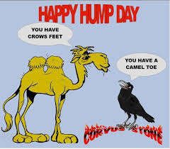 Happy Hump Day Jokes And Misc Stuff Hump Day Humor Flirting Quotes Funny Hump Day Quotes