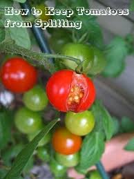 How To Keep Tomatoes From Splitting Organic Gardening Organic Vegetable Garden Tomato Garden Veg Garden